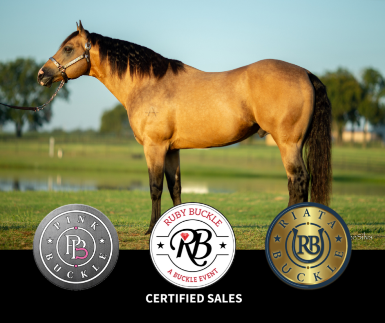 Professional Online Horse Auction Horses for Sale Gold Buckle Horse